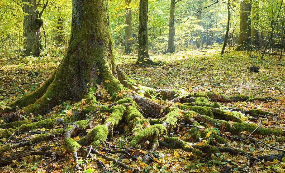 Forest