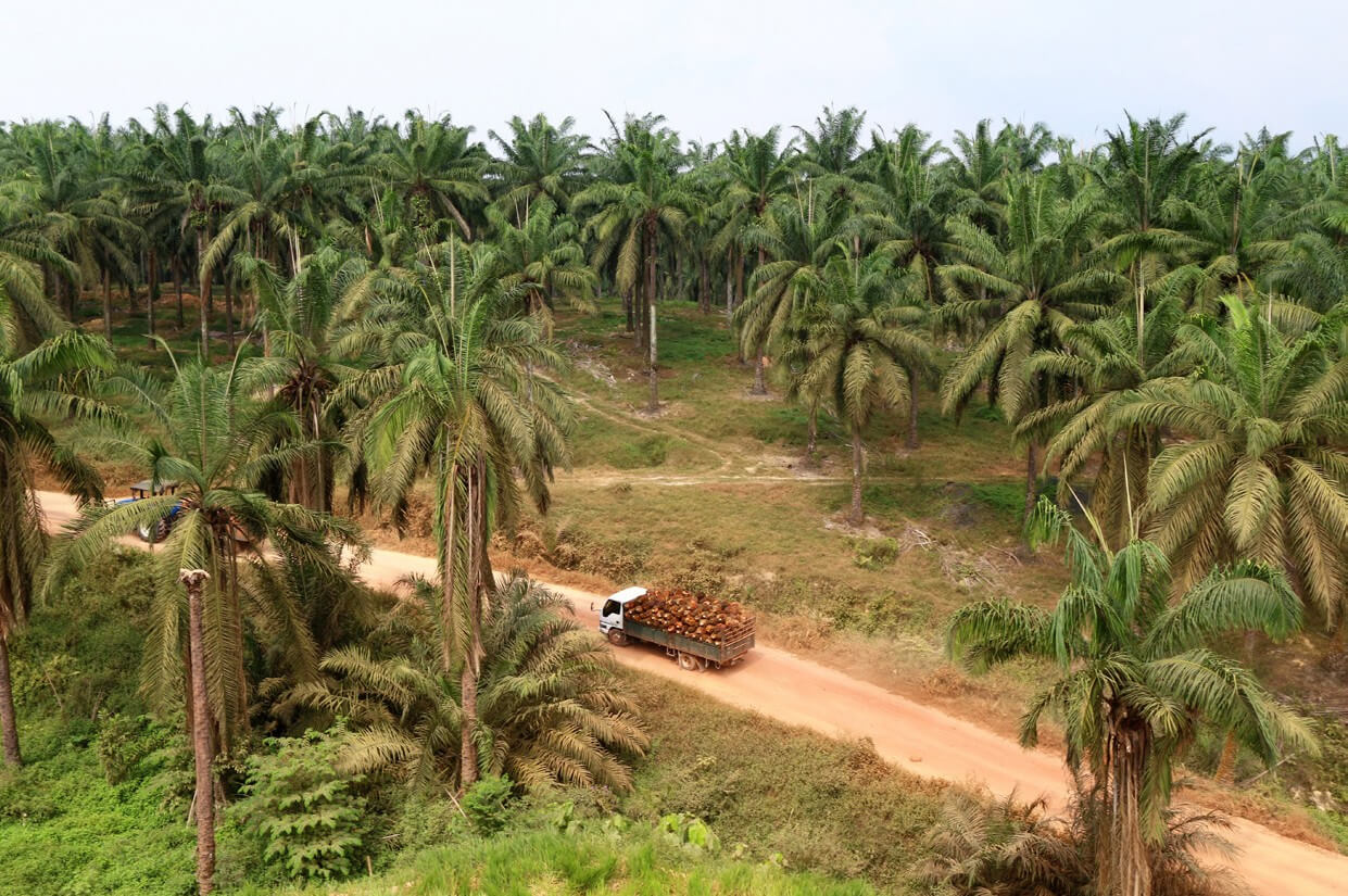 Truck transporting palm oil fruits in palm oil plantation