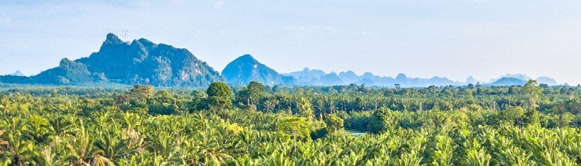 Facing the ESG Risks of Palm Oil Production