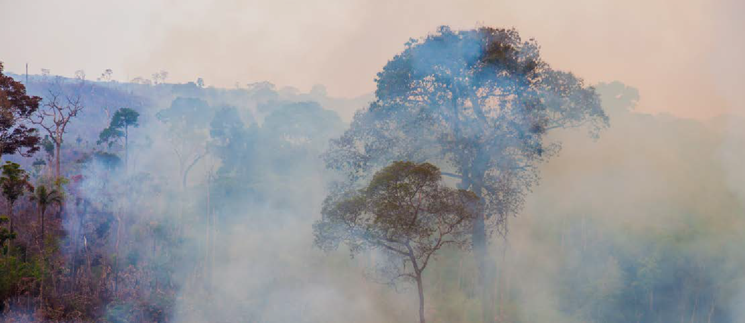 Emerging Market Debt and the Amazon rainforest